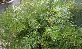 天门冬泡水喝的功效 麦冬和天门冬泡水喝的功效