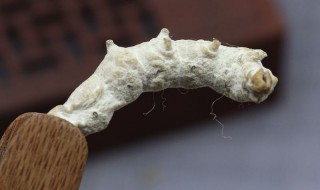 姜虫的功效与作用（姜虫的功效与作用图片）