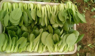 油菜的功效 水煮小油菜的功效