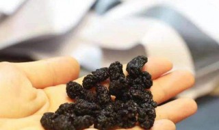 黑桑葚的功效与作用（黑桑葚的功效与作用及禁忌）