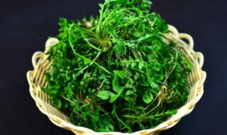 荠菜功效（荠荠菜荠荠菜功效）