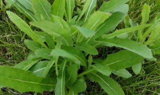 野苦菜的功效与作用 野苦菜的功效与作用图片