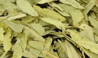 番泻叶副作用（番泻叶副作用有哪些症状）