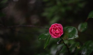 山茶花的功效和作用（山茶花的功效和作用?）