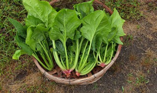 菠菜营养（菠菜营养成分含量表）
