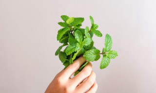 孕妇能吃薄荷吗（孕妇能吃薄荷吗晚期）