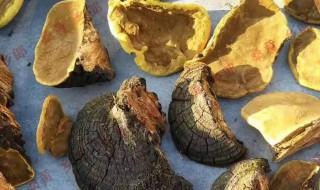 桑黄的作用和功效 桑黄的作用和功效视频