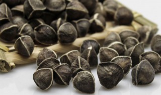 辣木籽的作用与功效和副作用（辣木籽的作用与功效和副作用怎么吃）