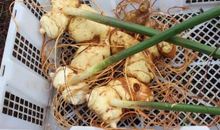生黄精和熟黄精的功效与作用（生黄精和熟黄精的功效与作用生黄精泡酒）