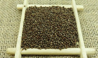 炒紫苏子（炒紫苏子功效作用与主治功）