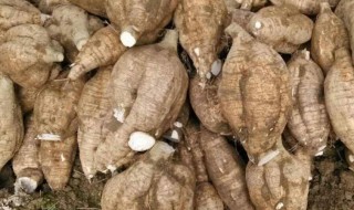 粉葛与什么煲汤最好（粉葛与什么煲汤最好 食材）