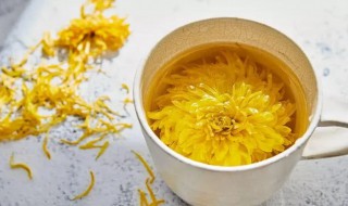 春天喝菊花茶好吗（春天喝菊花茶好吗菊花茶）