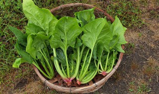 菠菜汁能直接喝吗 菠菜汁能直接喝吗小孩