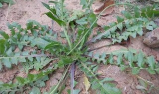 芨芨菜的功效（芨芨菜的功效与作用图片）