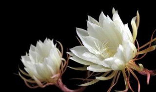 白露节气代表性植物 白露节气代表性植物石蒜
