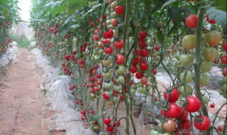樱桃番茄种植方法 樱桃番茄种植方法图解