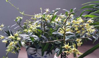 怎样盆栽石斛（怎样盆栽石斛才能开花）