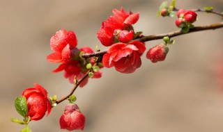 海棠花适合在室内养吗（海棠花适合在室内养吗冬天）