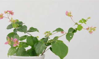 三角梅如何换花盆 三角梅换花盆底下放泡沫