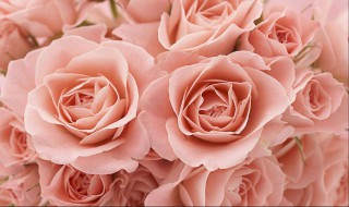 教师节送什么花给老师 学生送老师什么花合适