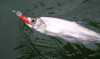 钓海鱼的方法 钓海鱼的方法视频