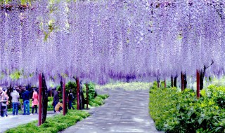 紫藤花花语（紫藤花语舞蹈）