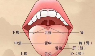 正确的刮舌苔方法（怎样刮舌苔）