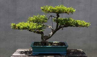 盆景根的种植方法 盆景根的种植方法图解