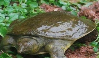钓甲鱼的最佳方法（钓甲鱼的最佳方法是什么）