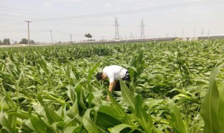 玉米怎么防止台风倒伏（玉米怕台风吗）
