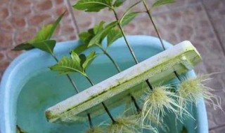 生根水的制作方法（生根粉的作用和使用方法）