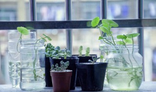 氨基酸对植物的功效与作用 氨基酸对植物的功效与作用及副作用