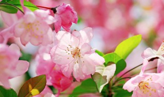 送老师送什么花 学生送老师什么花合适