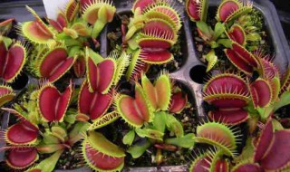 什么植物驱蚊效果好 什么植物驱蚊效果好好