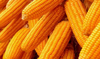 哪类人不能食用糯玉米 糯玉米不适合哪些人吃