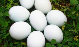 生的鹅蛋怎么保存 生的鹅蛋怎么保存不会坏