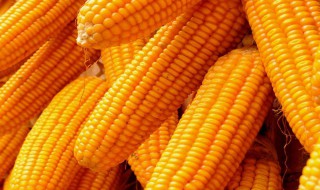 炒玉米粒怎么保存 炒玉米粒怎么保存最好