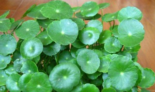 金钱草泡水喝的禁忌 金钱草泡水喝的禁忌有哪些