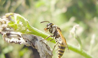 被大黄蜂蛰了怎么处理（蜜蜂蛰后怎么处理）