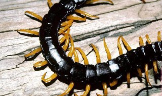 被蜈蚣咬了怎么处理 家里发现蜈蚣怎么防治