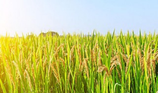 农作物有哪些（农作物有哪些种类）