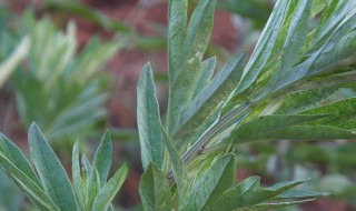 用艾草泡脚有什么好处 每天晚上用艾草泡脚有什么好处