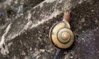 雨后蜗牛为什么爬到水泥墙上（雨后蜗牛为什么爬到水泥墙上面）