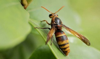 被马蜂咬了怎么处理（被马蜂咬了怎么处理,心里有点发慌）