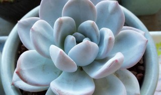 多肉怎么养的（怎么养多肉植物 新手）