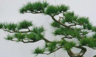 十大盆景名贵树种排名 中国十大盆景树种排名