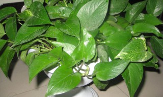 水培绿萝的养殖方法和注意事项 水里加什么绿萝会疯长
