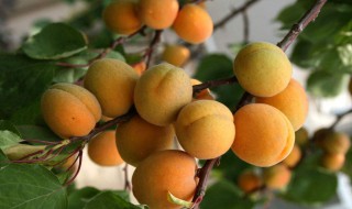 杏子的作用和功效（杏子的作用和功效禁忌）