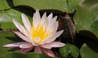 睡莲和荷花的区别 睡莲图片