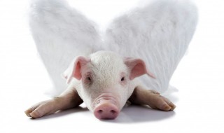 家禽和家畜的区别（家禽有哪些）